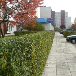 PRZYCINANIE ŻYWOPŁOTÓW WARSZAWA